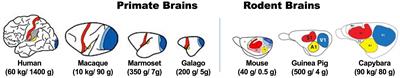 “Natural Laboratory Complex” for novel primate neuroscience